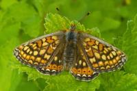 Euphydryas aurinia aurinia