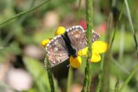 Pyrgus alveus/armoricanus