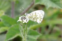 Anthocharis cardamines