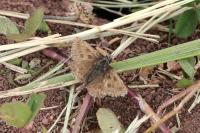 Carcharodus alceae alceae