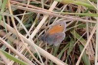 Coenonympha pamphilus