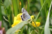 Plebejus argus