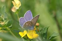 Polyommatus icarus