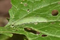 Pieris napi