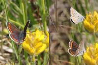 Aricia agestis