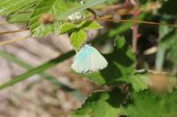 Callophrys rubi