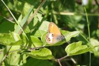 Coenonympha arcania