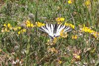 Iphiclides podalirius