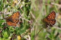 Melitaea athalia/celadussa