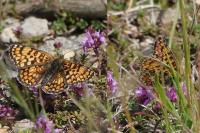 Melitaea phoebe
