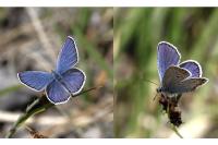 Plebejus argyrognomon