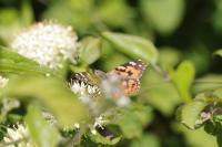 Vanessa cardui