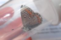 Aricia agestis