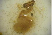 Adscita mannii