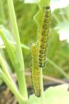 Pieris brassicae
