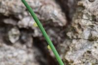 Lasiommata maera