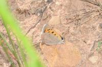Lycaena phlaeas
