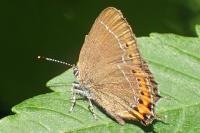 Satyrium pruni