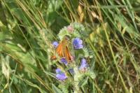Ochlodes sylvanus