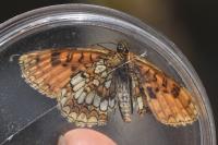 Melitaea athalia