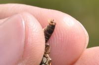 Melitaea athalia