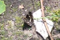 Araschnia levana