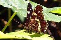 Araschnia levana