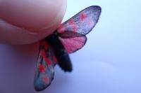 Zygaena filipendulae