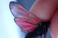 Zygaena filipendulae