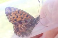 Boloria dia