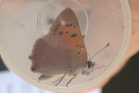 Lycaena phlaeas