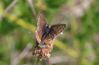 Aricia agestis