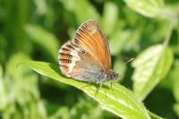 Coenonympha arcania