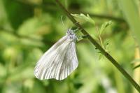 Leptidea