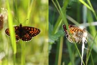 Melitaea athalia