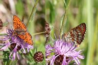 Melitaea didyma