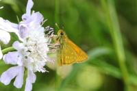 Ochlodes sylvanus