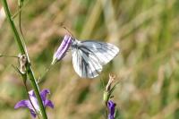 Pieris napi