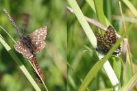 Pyrgus malvae