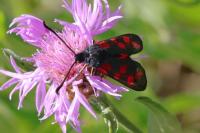 Zygaena filipendulae