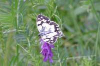 Melanargia galathea