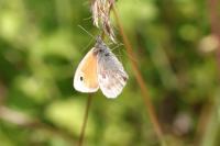 Coenonympha pamphilus