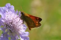 Ochlodes sylvanus