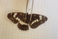 Limenitis camilla