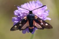 Zygaena ephialtes