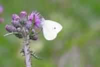 Pieris rapae