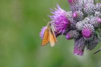 Thymelicus sylvestris