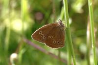 Aphantopus hyperantus