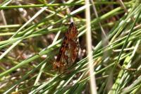 Boloria aquilonaris