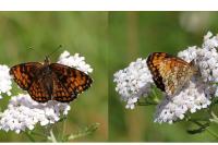 Melitaea athalia
